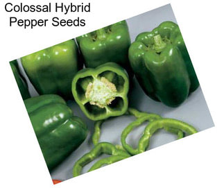 Colossal Hybrid Pepper Seeds