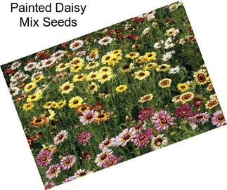 Painted Daisy Mix Seeds