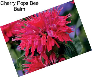 Cherry Pops Bee Balm
