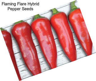Flaming Flare Hybrid Pepper Seeds