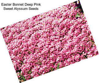 Easter Bonnet Deep Pink Sweet Alyssum Seeds