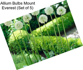 Allium Bulbs Mount Everest (Set of 5)