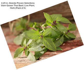 4.25 in. Grande Proven Selections Siam Queen Thai Basil, Live Plant, Herb (Pack of 4)