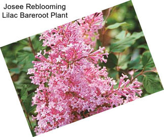 Josee Reblooming Lilac Bareroot Plant