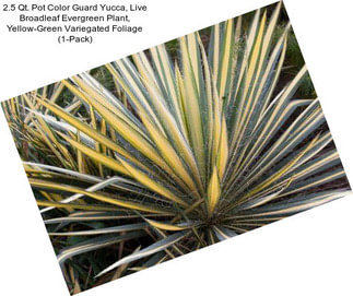 2.5 Qt. Pot Color Guard Yucca, Live Broadleaf Evergreen Plant, Yellow-Green Variegated Foliage (1-Pack)