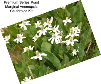 Premium Series Pond Marginal Anemopsis Californica Kit