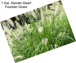 1 Gal. Hameln Dwarf Fountain Grass