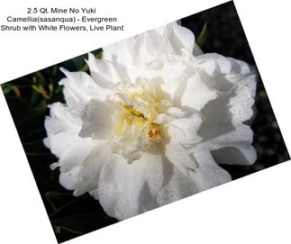 2.5 Qt. Mine No Yuki Camellia(sasanqua) - Evergreen Shrub with White Flowers, Live Plant