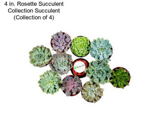 4 in. Rosette Succulent Collection Succulent (Collection of 4)