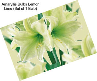 Amaryllis Bulbs Lemon Lime (Set of 1 Bulb)