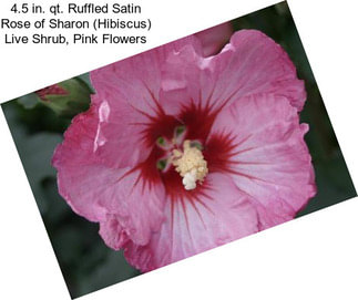 4.5 in. qt. Ruffled Satin Rose of Sharon (Hibiscus) Live Shrub, Pink Flowers