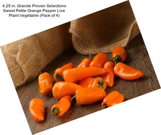 4.25 in. Grande Proven Selections Sweet Petite Orange Pepper Live Plant Vegetable (Pack of 4)