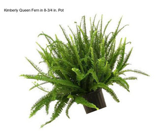 Kimberly Queen Fern in 8-3/4 in. Pot