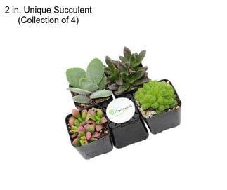 2 in. Unique Succulent (Collection of 4)