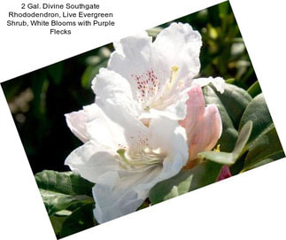 2 Gal. Divine Southgate Rhododendron, Live Evergreen Shrub, White Blooms with Purple Flecks