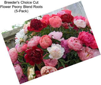 Breeder\'s Choice Cut Flower Peony Blend Roots (5-Pack)