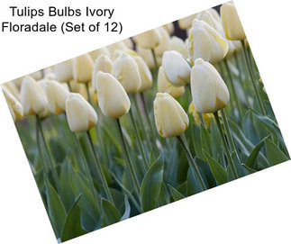 Tulips Bulbs Ivory Floradale (Set of 12)