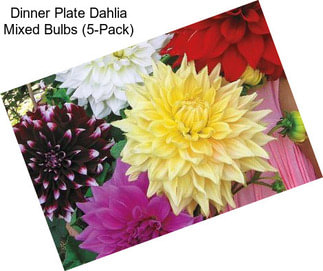 Dinner Plate Dahlia Mixed Bulbs (5-Pack)