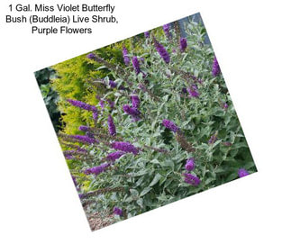 1 Gal. Miss Violet Butterfly Bush (Buddleia) Live Shrub, Purple Flowers