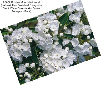 2.5 Qt. Pristine Mountain Laurel (Kalmia), Live Broadleaf Evergreen Plant, White Flowers with Green Foliage (1-Pack)