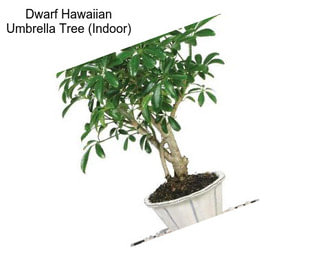 Dwarf Hawaiian Umbrella Tree (Indoor)