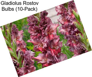 Gladiolus Rostov Bulbs (10-Pack)