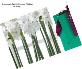 Paperwhite Bulb in Emerald Gift Bag (6-Bulbs)