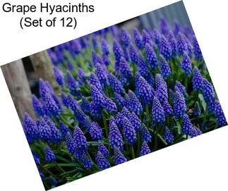 Grape Hyacinths (Set of 12)