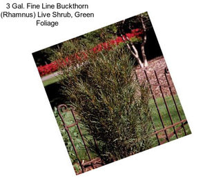 3 Gal. Fine Line Buckthorn (Rhamnus) Live Shrub, Green Foliage