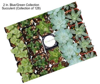 2 in. Blue/Green Collection Succulent (Collection of 128)