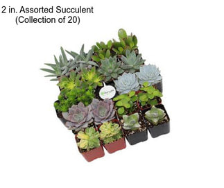 2 in. Assorted Succulent (Collection of 20)