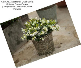 4.5 in. Qt. Jazz Hands Dwarf White Chinese Fringe-Flower (Loropetalum) Live Shrub, White Flowers