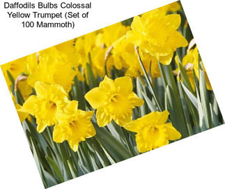 Daffodils Bulbs Colossal Yellow Trumpet (Set of 100 Mammoth)