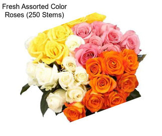 Fresh Assorted Color Roses (250 Stems)