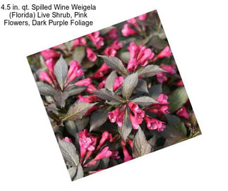 4.5 in. qt. Spilled Wine Weigela (Florida) Live Shrub, Pink Flowers, Dark Purple Foliage