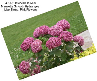 4.5 Qt. Invincibelle Mini Mauvette Smooth Hydrangea, Live Shrub, Pink Flowers