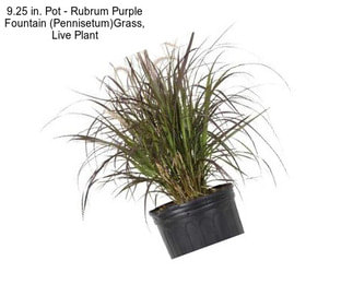 9.25 in. Pot - Rubrum Purple Fountain (Pennisetum)Grass, Live Plant