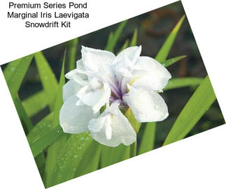 Premium Series Pond Marginal Iris Laevigata Snowdrift Kit