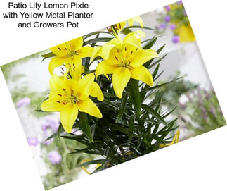 Patio Lily Lemon Pixie with Yellow Metal Planter and Growers Pot