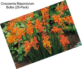 Crocosmia Masoniorum Bulbs (25-Pack)