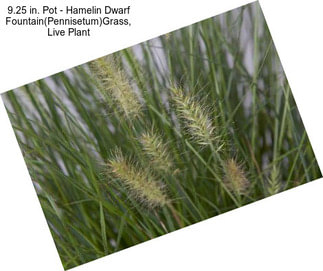 9.25 in. Pot - Hamelin Dwarf Fountain(Pennisetum)Grass, Live Plant