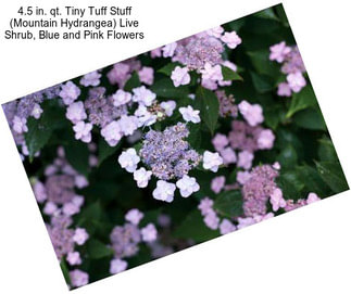 4.5 in. qt. Tiny Tuff Stuff (Mountain Hydrangea) Live Shrub, Blue and Pink Flowers