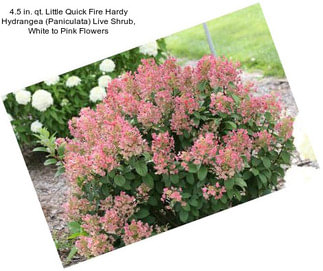 4.5 in. qt. Little Quick Fire Hardy Hydrangea (Paniculata) Live Shrub, White to Pink Flowers