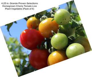 4.25 in. Grande Proven Selections Homegrown Cherry Tomato Live Plant Vegetable (Pack of 4)