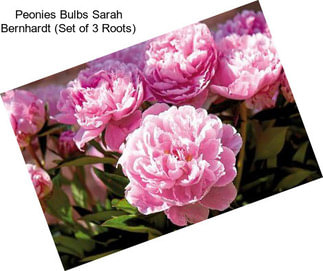 Peonies Bulbs Sarah Bernhardt (Set of 3 Roots)