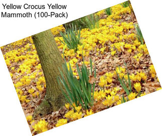 Yellow Crocus Yellow Mammoth (100-Pack)