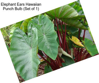 Elephant Ears Hawaiian Punch Bulb (Set of 1)