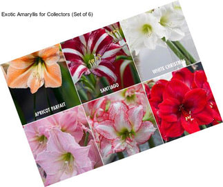 Exotic Amaryllis for Collectors (Set of 6)