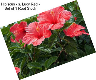 Hibiscus - s. Lucy Red - Set of 1 Root Stock