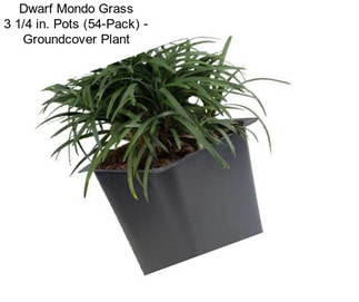 Dwarf Mondo Grass 3 1/4 in. Pots (54-Pack) - Groundcover Plant